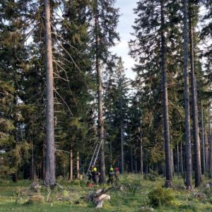 IMG-20220817-paragleiterbergung